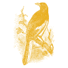 Ekster