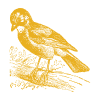Gaai