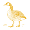 Gans