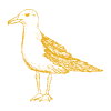 Zeemeeuw